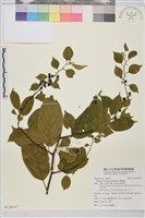 藏品(桶鉤藤)的圖片