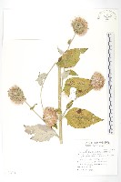 藏品(臺灣青木香)的圖片