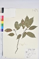 藏品(青剛櫟、鐵椆)的圖片