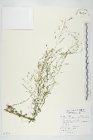 藏品(玉山筷子芥)的圖片