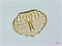 藏品(巨葉花遠志)的圖片