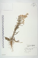 藏品(美洲假蓬)的圖片