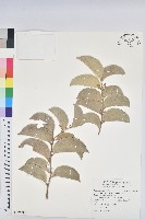 藏品(鐵色)的圖片