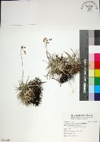 藏品(乾溝飄拂草)的圖片