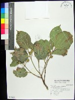 藏品(菲律賓朴樹)的圖片