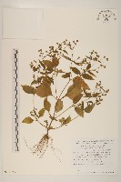 藏品(粗毛小米菊)的圖片