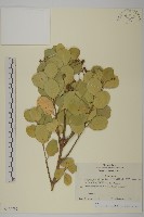 藏品(日本衛矛, 大葉黃楊)的圖片