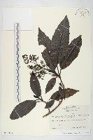 藏品(東瀛珊瑚)的圖片