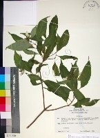 藏品(玉葉金花)的圖片