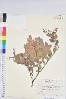 藏品(大葉越橘、來特氏越橘)的圖片