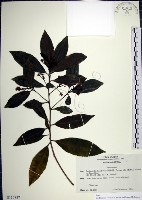 藏品(樹杞)的圖片