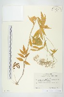 藏品(白花碎米薺)的圖片