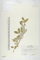 藏品(小葉胡頹子)的圖片