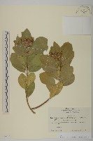 藏品(日本衛矛, 大葉黃楊)的圖片