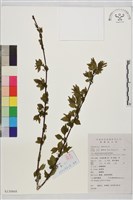 藏品(圓葉鼠李)的圖片