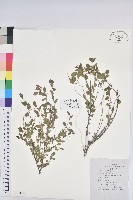 藏品(雀兒舌頭)的圖片