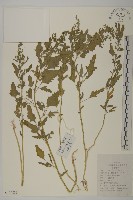 藏品(小葉藜)的圖片