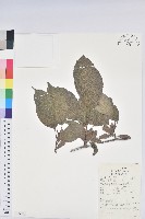 藏品(杜仲)的圖片