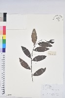 藏品(湖北算盤子)的圖片