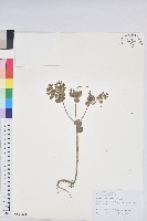 藏品(澤漆)的圖片