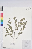 藏品(雀兒舌頭)的圖片