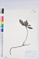 藏品(羊躑躅)的圖片