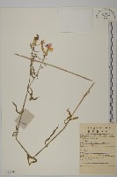 藏品(石竹、洛陽花、剪絨花)的圖片