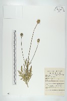 藏品(華北藍盆花)的圖片