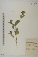 藏品(蒼朮、茅朮)的圖片