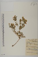 藏品(姜菱菊)的圖片