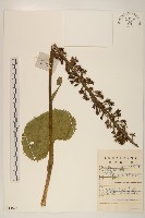 藏品(戟葉橐吾)的圖片