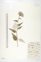 藏品(銀背風毛菊)的圖片