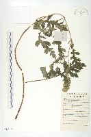 藏品(蓖苞風毛菊)的圖片