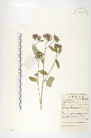 藏品(華北鳳毛菊)的圖片