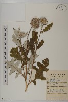 藏品(藍刺頭)的圖片