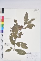 藏品(茅栗)的圖片