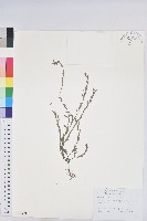 藏品(蜜柑草)的圖片