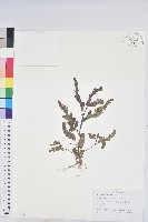 藏品(葉下珠、珠仔草)的圖片