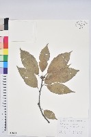 藏品(黔椆)的圖片