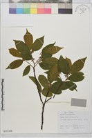 藏品(鈍齒鼠李)的圖片