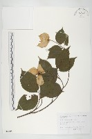 藏品(四照花)的圖片