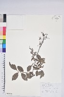 藏品(米飯花)的圖片