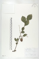 藏品(菱葉柿)的圖片