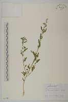 藏品(小葉藜)的圖片