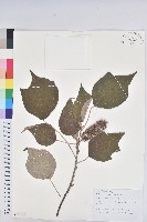 藏品(白背葉)的圖片