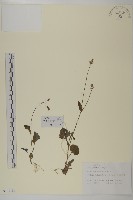 藏品(紫背草)的圖片