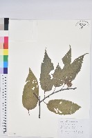 藏品(錐栗)的圖片