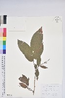 藏品(毛果珍珠花)的圖片