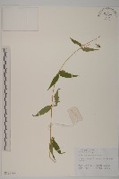 藏品(中國繁縷)的圖片