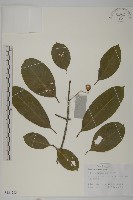 藏品(厚葉衛矛, 源一木)的圖片